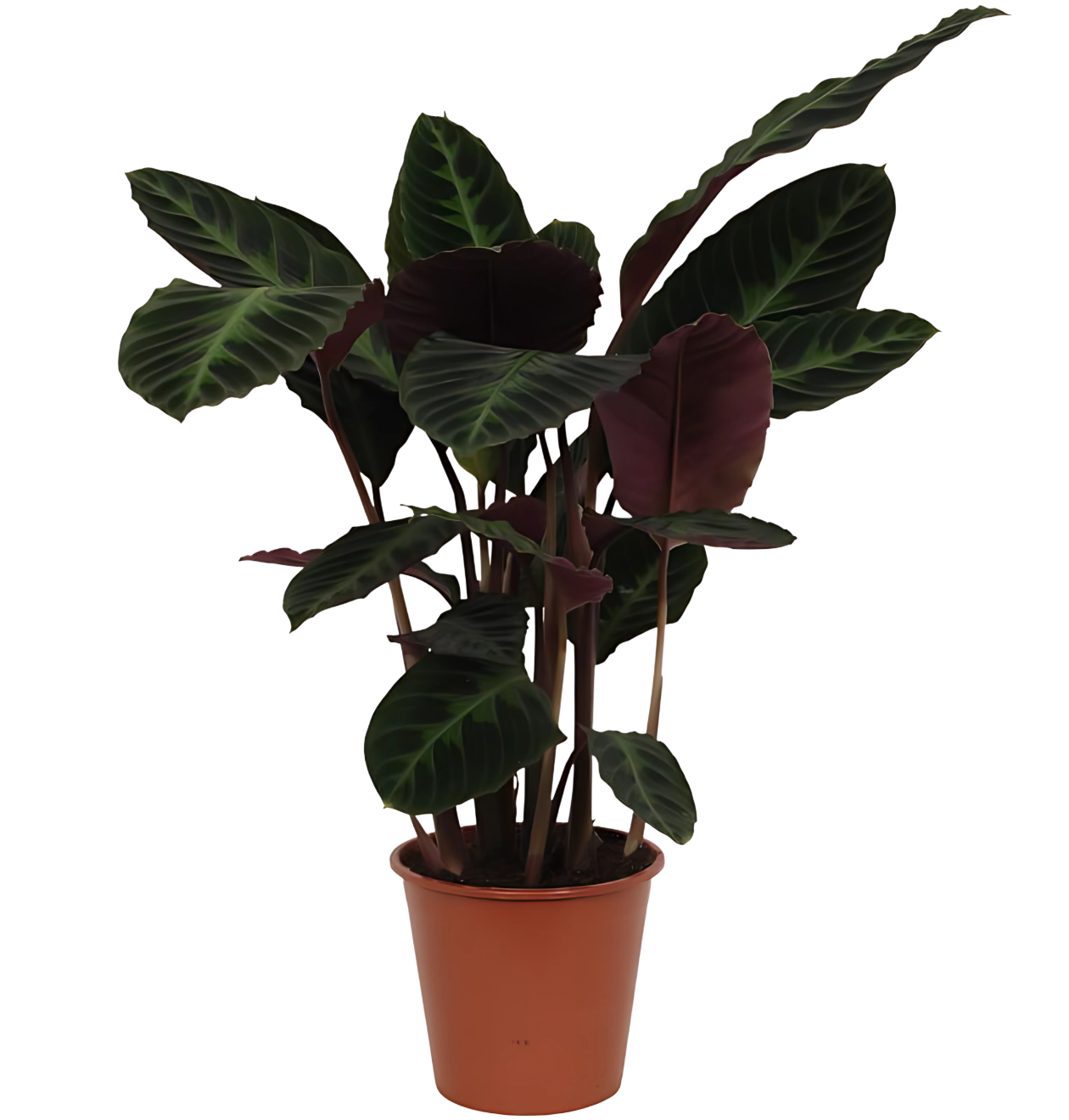 Calathea “Warsceviczii” | Korbmarante | +/- 80cm | ø 19cm Topf 1 Calathea “Warsceviczii” | Korbmarante | +/- 80cm | ø 19cm Topf