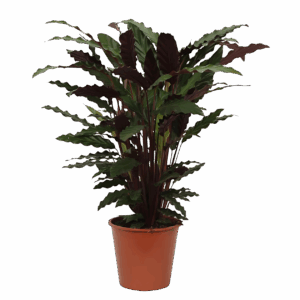 Calathea “Wavestar” | Korbmarante | +/- 80cm | ø 19cm Topf