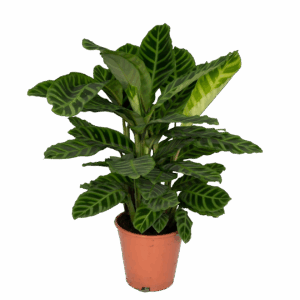 Calathea “Zebrina” | Korbmarante | +/- 80cm | ø 19cm Topf