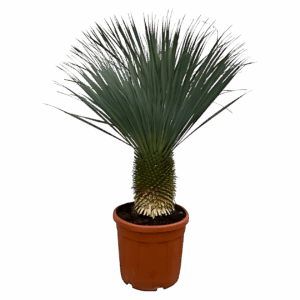 Yucca rostrata | Blaue Palmlilie | +/- 160cm | ø 50cm