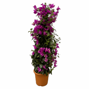 Bougainvillea Pyramide | Drillingsblume | +/- 80cm | ø 17cm