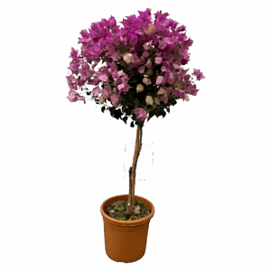 Bougainvillea auf Stamm | Drillingsblume | +/- 110cm | ø 25cm