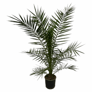 Phoenix Canariensis | Kanarische Dattelpalme | +/- 160cm | ø 22cm Topf
