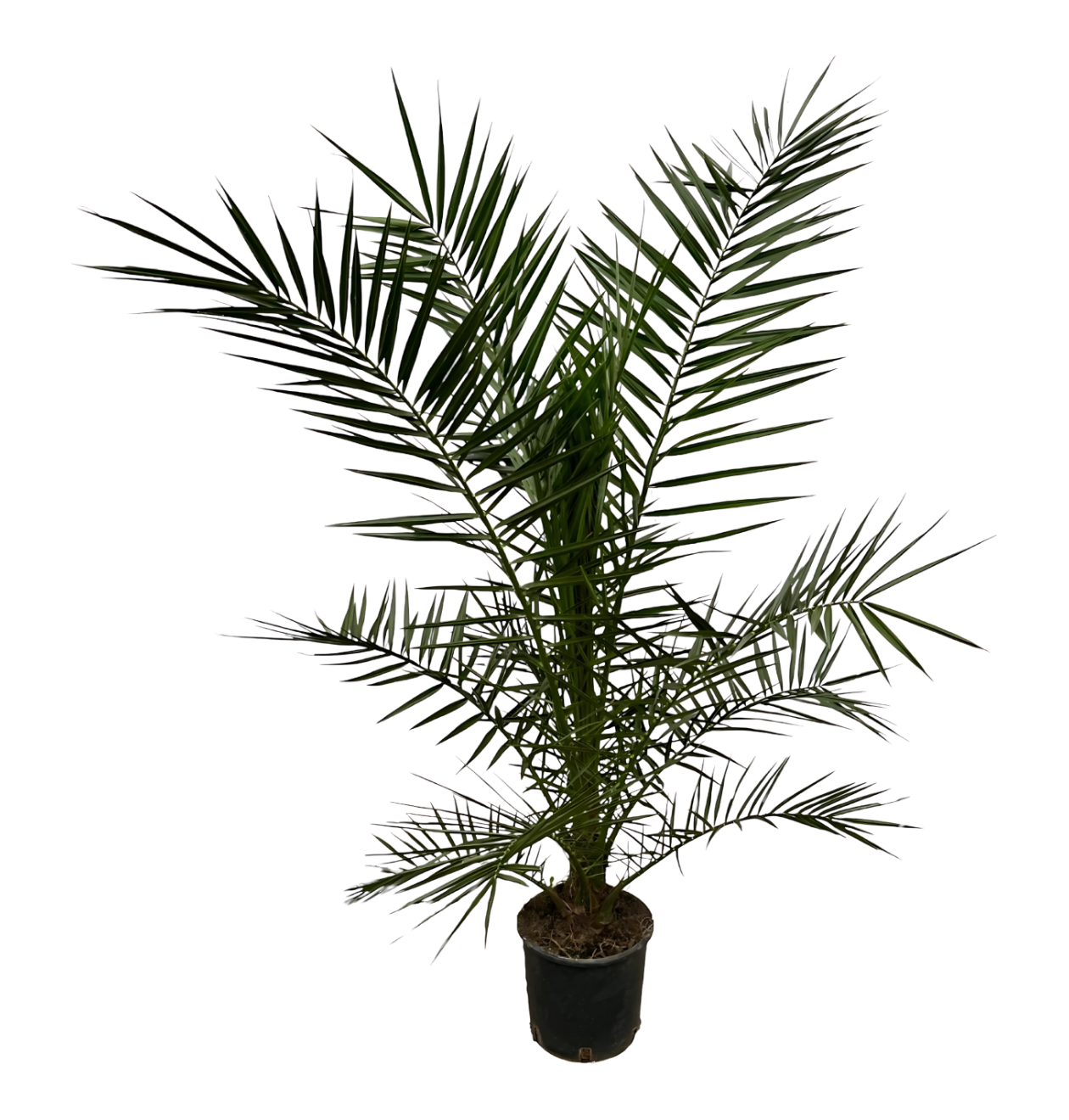 Phoenix Canariensis | Kanarische Dattelpalme | +/- 160cm | ø 22cm Topf 1 Phoenix Canariensis | Kanarische Dattelpalme | +/- 160cm | ø 22cm Topf