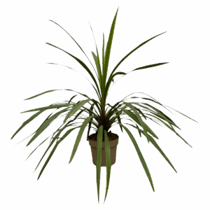 Cordyline “Peko” | Keulenlilie | +/- 90cm | ø 24cm