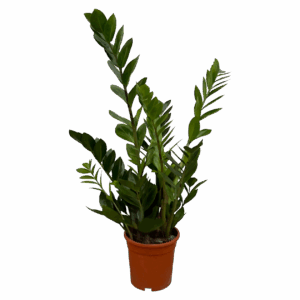 Zamioculcas Zamiifolia | Glücksfeder | +/- 75cm | ø 17cm Topf