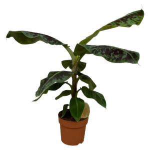 Musa | Bananenpflanze | +/- 80cm | ø 21cm Topf