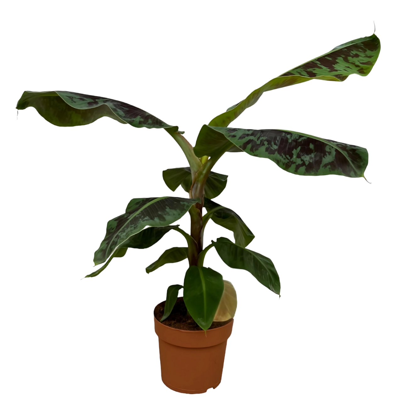 Musa | Bananenpflanze | +/- 80cm | ø 21cm Topf 1 Musa | Bananenpflanze | +/- 80cm | ø 21cm Topf