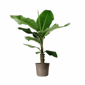 Musa | Bananenpflanze | +/- 140cm | ø 27cm Topf