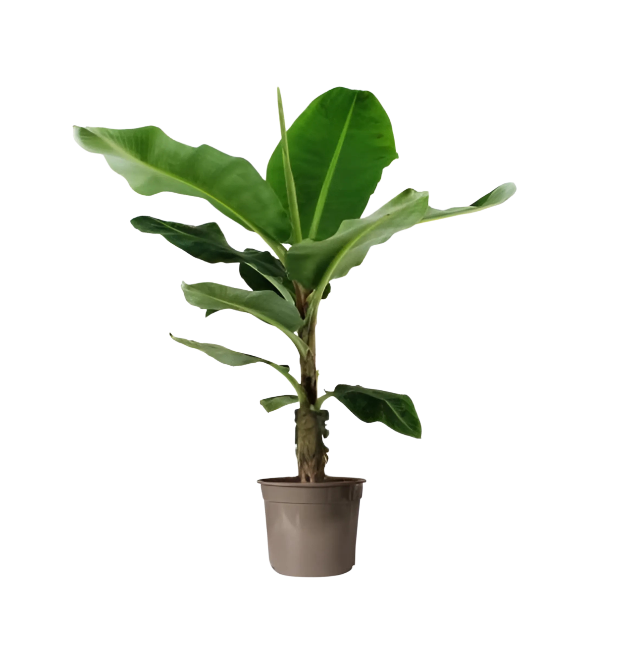 Musa | Bananenpflanze | +/- 140cm | ø 27cm Topf 1 Musa | Bananenpflanze | +/- 140cm | ø 27cm Topf