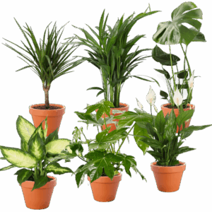 6er-Set | Monstera | Dieffenbachie | Einblatt | Goldfruchtpalme | Drachenbaum | Zimmeraralie | +/- 30-60cm | ø 12-15cm Topf