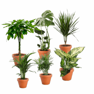 6er-Set “Exotischer Mix” | Goldfruchtpalme | Bergpalme | Dieffenbachie | Drachenbaum | Glückskastanie | Monstera | +/- 40-65cm | ø 12-15cm Topf