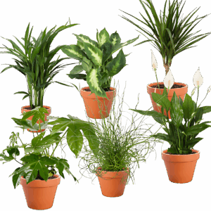 6er-Set Tropical Jungle | Fatsia | Goldfruchtpalme | Korbmarante | Einblatt | Liebeslocke | Drachenbaum | +/- 40-60cm | ø 12-15cm Topf