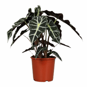 Alocasia “Polly” | Elefantenohr | +/- 45cm | ø 17cm Topf