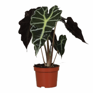 Alocasia “Amazonica Polly” | Elefantenohr | +/- 30cm | ø 12cm Topf
