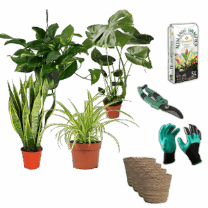 EasyCare Starter Set | 4er-Set + Zubehör | Monstera | Bogenhanf | Efeutute | Grünlilie | +/- 30-60cm | ø 12-15cm Topf