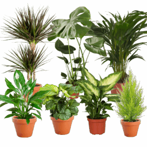 7er Set | Monstera | Einblatt | Dieffenbachie | Drachenbaum | Korbmarante | Goldfruchtpalme | Zimmerzypresse | +/- 40-60cm | ø 12-15cm Topf
