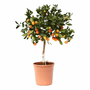Citrus Calamondin | Zwergorangenbaum | +/- 80cm | ø 22cm Topf