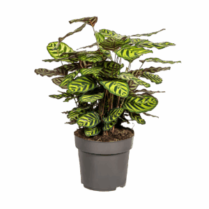Calathea “Makoyana” | Korbmarante | +/- 70cm | ø 27cm Topf