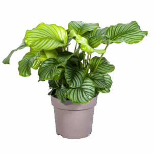 Calathea “Orbifolia” | Korbmarante | +/- 80cm | ø 27cm Topf
