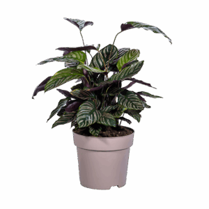 Calathea Ornata “Sanderiana” | Korbmarante | +/- 70cm | ø 27cm Topf