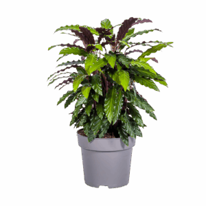 Calathea “Rufibarba” | Korbmarante | +/- 70cm | ø 27cm Topf