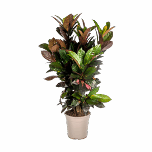 Codiaeum Croton “Iceton” | Wunderstrauch | +/- 90-100cm | ø 24cm Topf