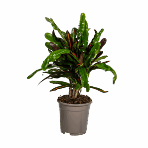 Codiaeum Croton “Mamey” | Wunderstrauch | +/- 50cm | ø 17cm Topf