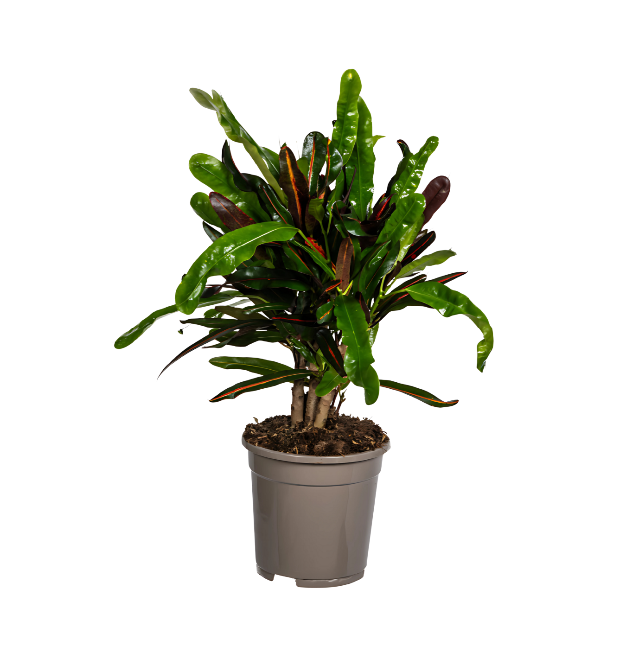 Codiaeum Croton “Mamey” | Wunderstrauch | +/- 50cm | ø 17cm Topf 1 Codiaeum Croton “Mamey” | Wunderstrauch | +/- 50cm | ø 17cm Topf