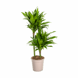 Dracaena Deremensis “Green Jewel” | Drachenbaum | +/- 80cm | ø 19cm Topf