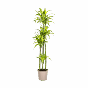 Dracaena Deremensis “Lemon Lime” | Drachenbaum | +/- 180cm | ø 27cm Topf