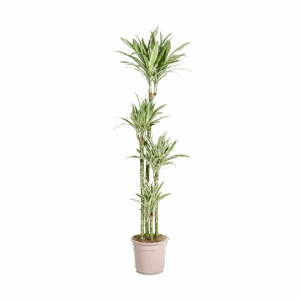 Dracaena Deremensis “White Stripe” | Drachenbaum | +/- 180cm | ø 27cm Topf