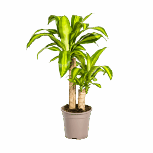 Dracaena Fragrans “Massangeana” | Drachenbaum | +/- 80cm | ø 19cm Topf