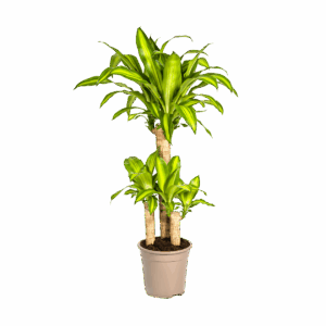 Dracaena Fragrans “Massangeana” | Drachenbaum | +/- 100cm | ø 21cm Topf