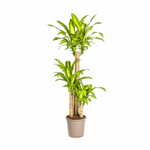 Dracaena Fragrans “Massangeana” | Drachenbaum | +/- 140cm | ø 24cm Topf