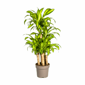 Dracaena Fragrans “Massangeana Karussell” | Drachenbaum | +/- 140cm | ø 30cm Topf