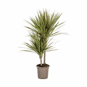 Dracaena Marginata “Bicolor” | Drachenbaum | +/- 60cm | ø 17cm Topf