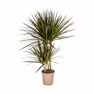 Dracaena Marginata “Magenta” | Drachenbaum | +/- 60cm | ø 17cm Topf