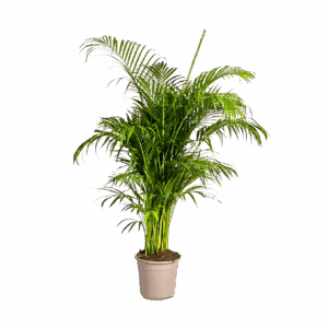 Dypsis Areca Lutescens | Goldfruchtpalme | +/- 180cm | ø 27cm Topf