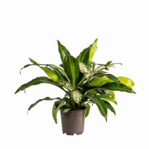 Mixed Combo | Pflanzenmix | +/- 60cm | ø 17cm Topf