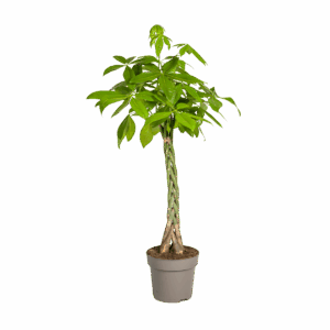 Pachira Aquatica | Glückskastanie | +/- 140-150cm | ø 27cm Topf