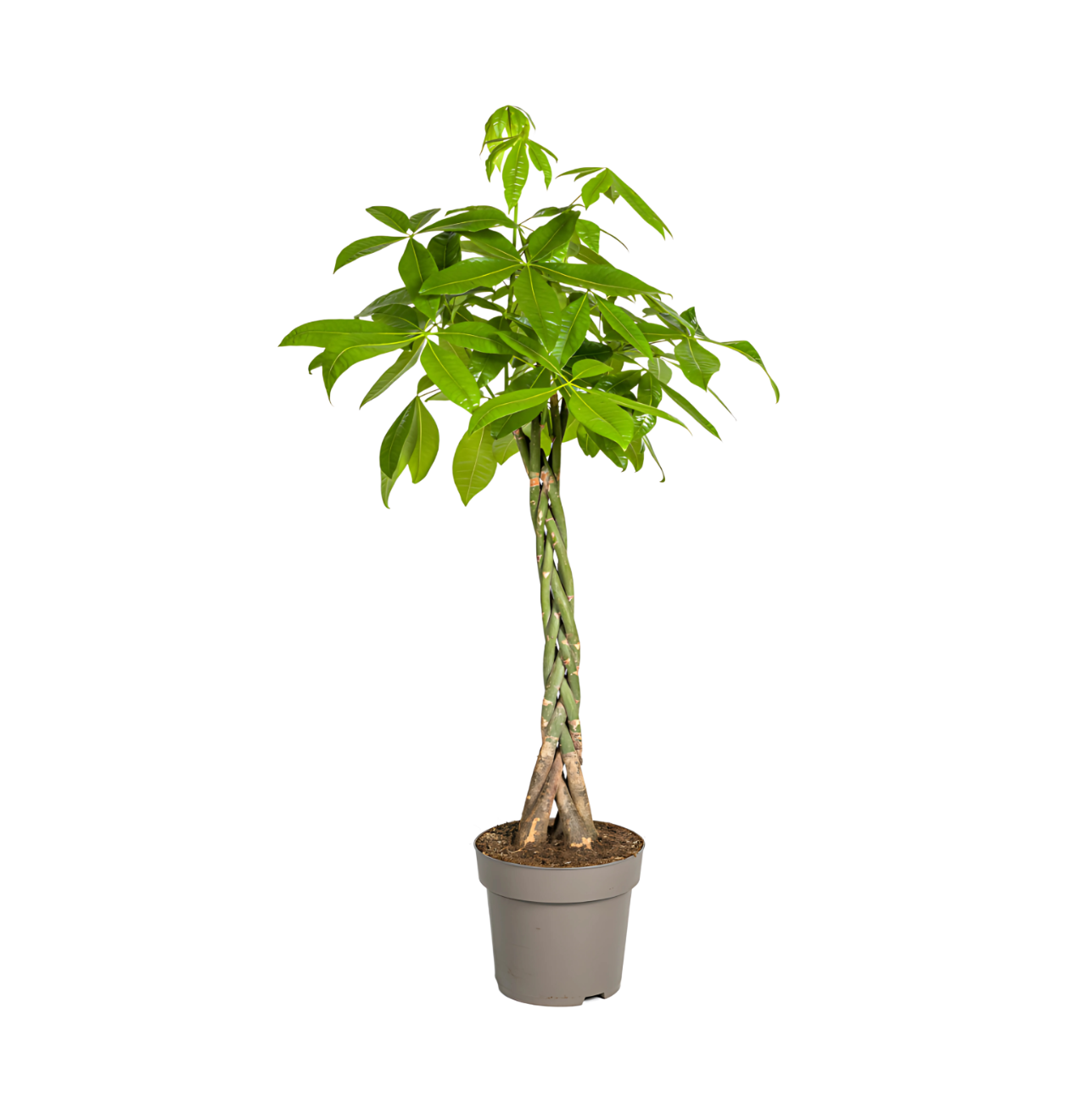 Pachira Aquatica | Glückskastanie | +/- 140-150cm | ø 27cm Topf 1 Pachira Aquatica | Glückskastanie | +/- 140-150cm | ø 27cm Topf