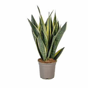 Sansevieria Trifasciata “Canary” | Bogenhanf | +/- 50-55cm | ø 17cm Topf