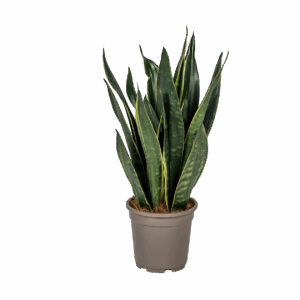 Sansevieria Trifasciata “Futura Black” | Bogenhanf | +/- 50-55cm | ø 17cm Topf