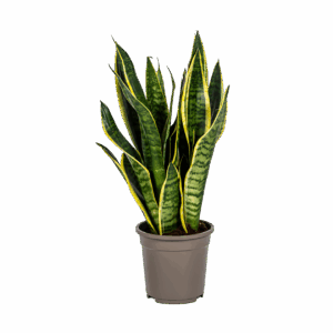 Sansevieria Trifasciata “Futura Superba” | Bogenhanf | +/- 50-55cm | ø 17cm Topf