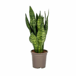 Sansevieria Trifasciata “Zeylanica Compacta” | Bogenhanf | +/- 60cm | ø 17cm Topf