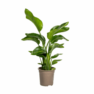 Strelitzia “Nicolai” | Baumstrelitzie | +/- 80-90cm | ø 21cm Topf