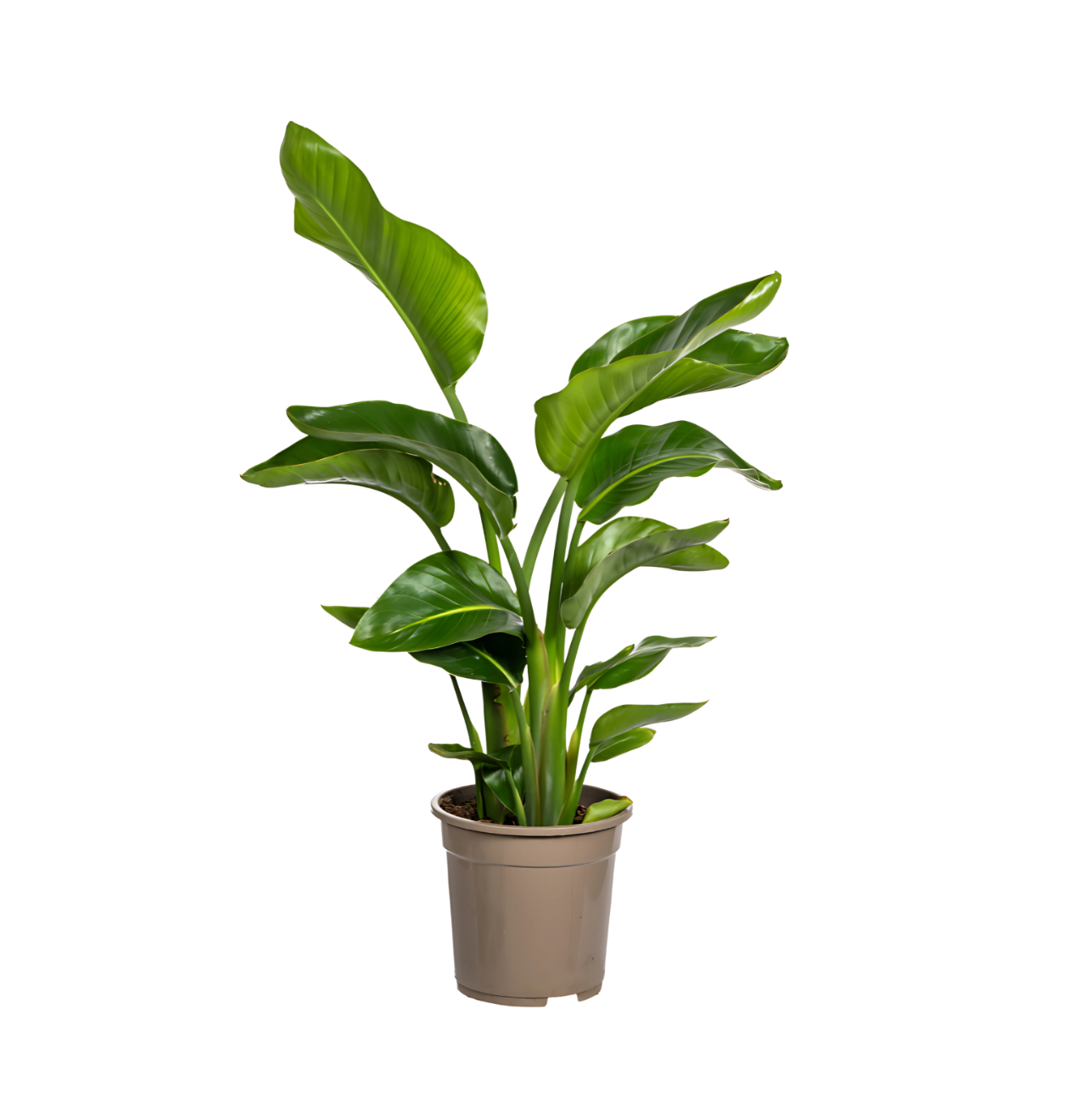 Strelitzia “Nicolai” | Baumstrelitzie | +/- 80-90cm | ø 21cm Topf 1 Strelitzia “Nicolai” | Baumstrelitzie | +/- 80-90cm | ø 21cm Topf