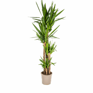 Yucca Elephantipes | Palmlilie | +/- 160cm | ø 27cm Topf