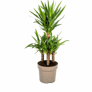 Yucca Elephantipes | Palmlilie | +/- 100cm | ø 30cm Topf